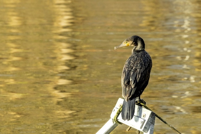 Sortie naturaliste au Parc de la Citadelle