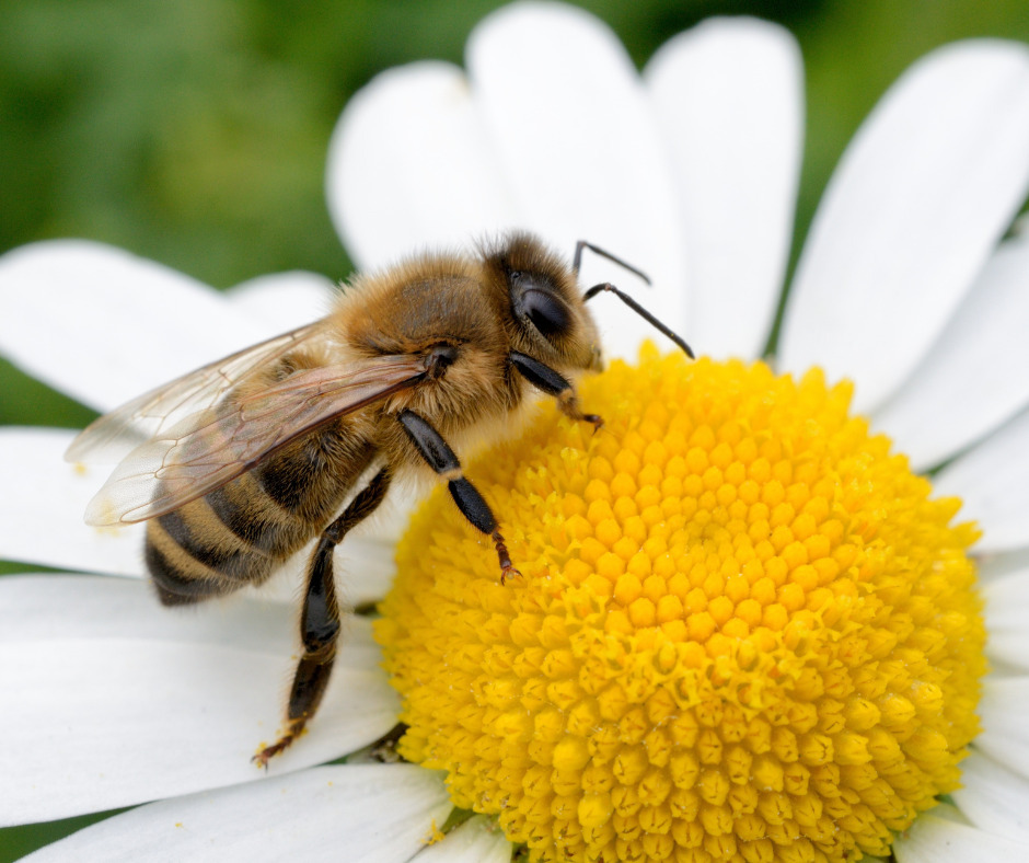 Un jardin fleuri favorable aux auxiliaires