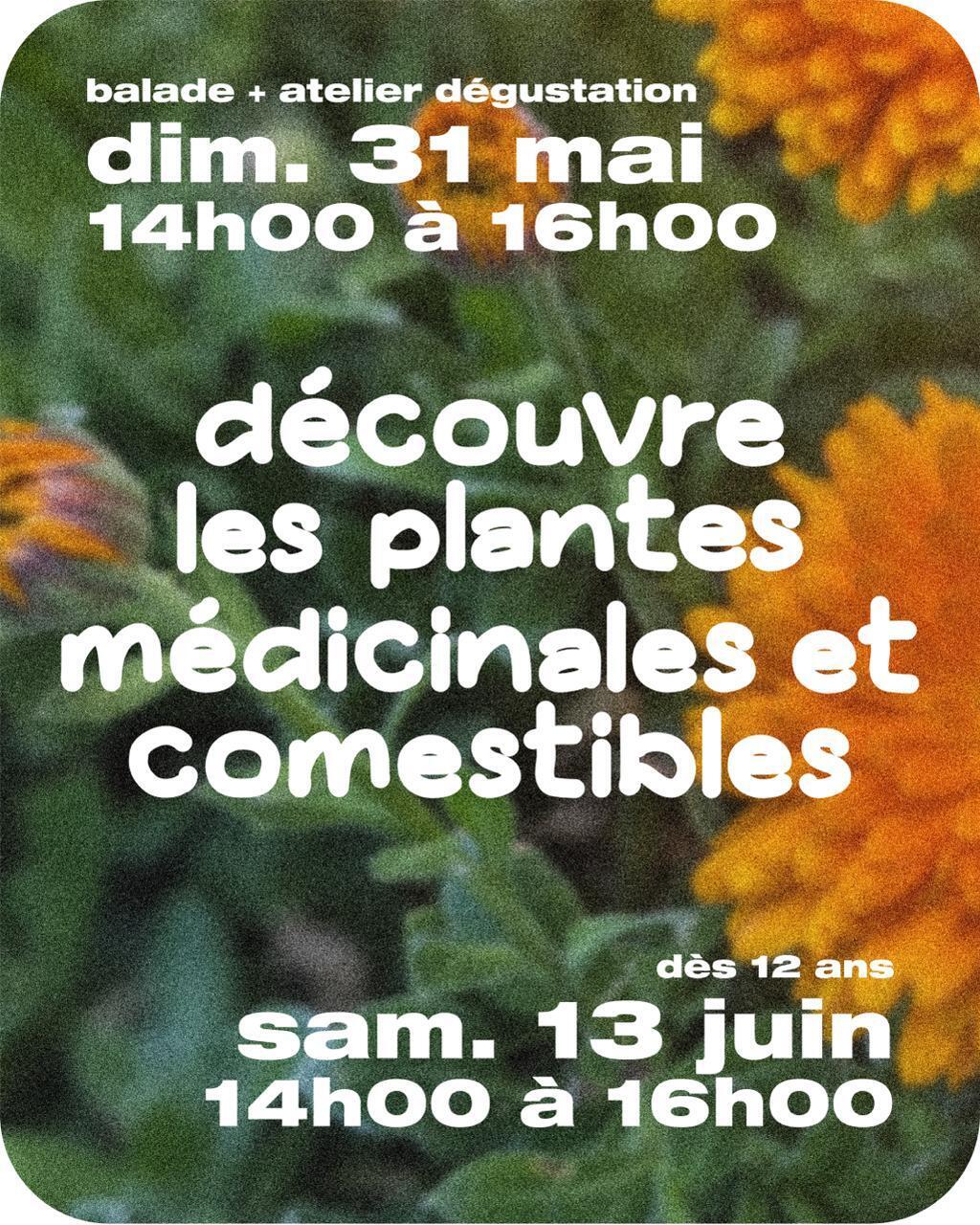 Découvre les plantes médicinales et comestibles
