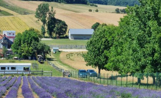 Ferme de lavande au pied de la Grande Colline