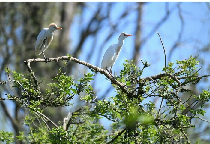 Balade naturaliste : les ailes du crépuscule