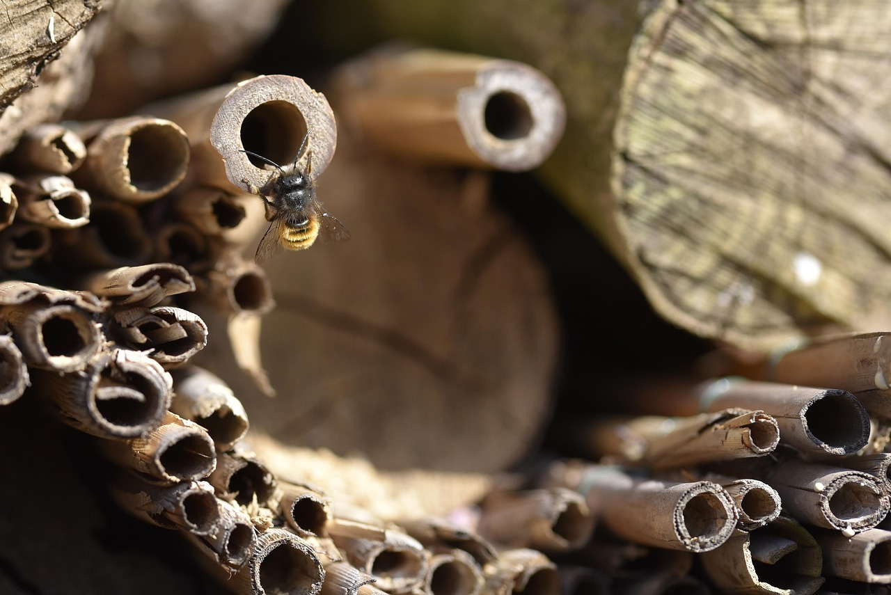 Atelier découverte de la nature : attirer les abeilles sauvages chez soi