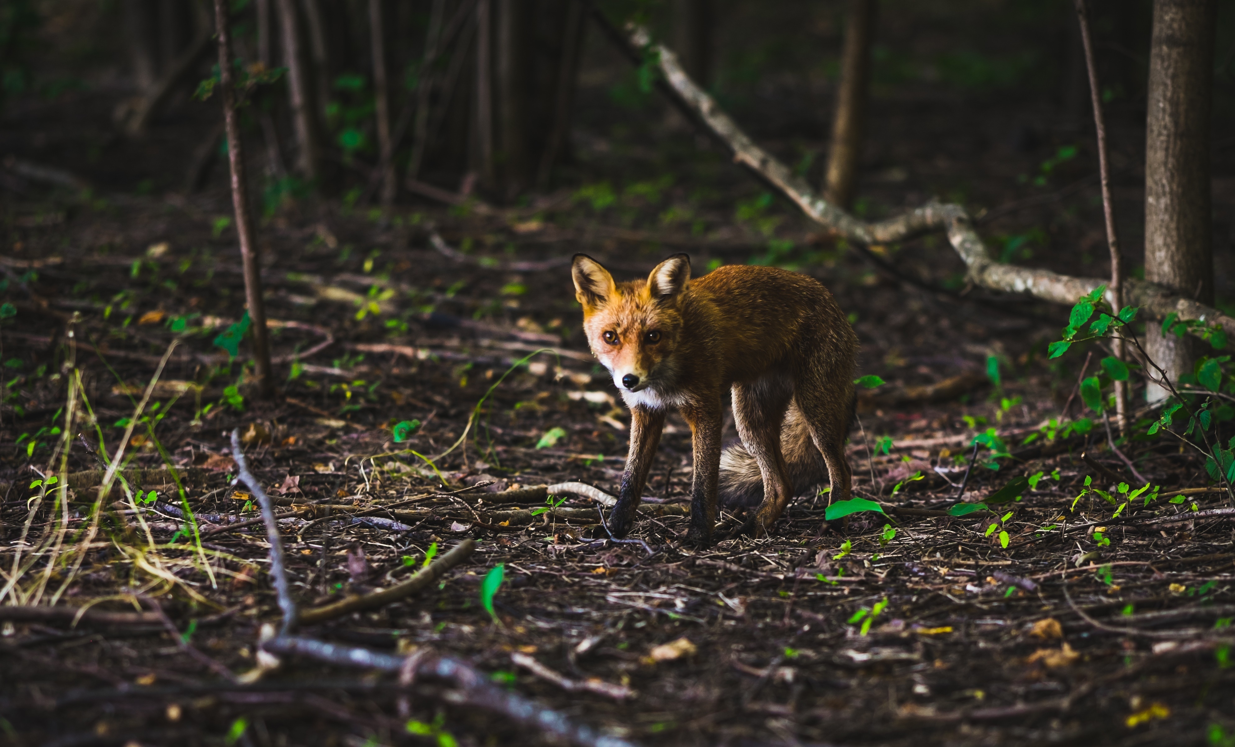 Sur la piste de la faune sauvage