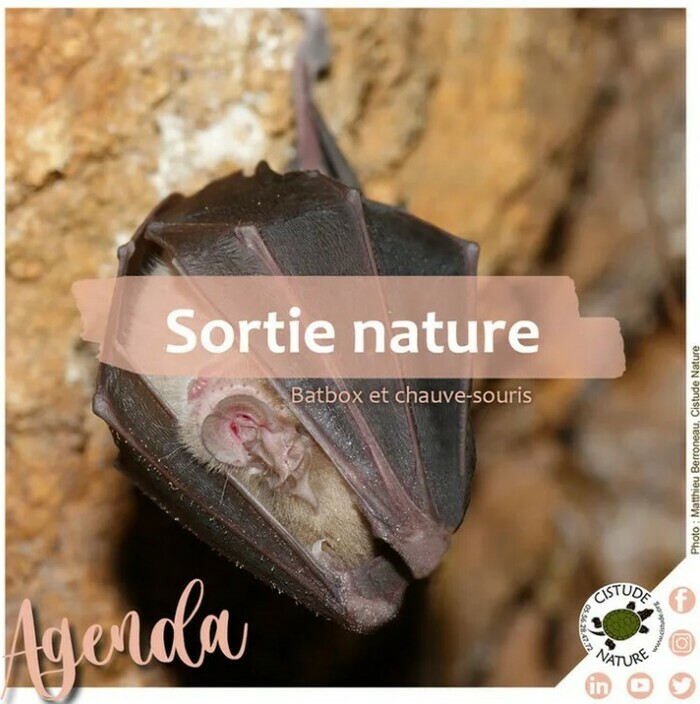 Batbox, fréquence et chauve-souris