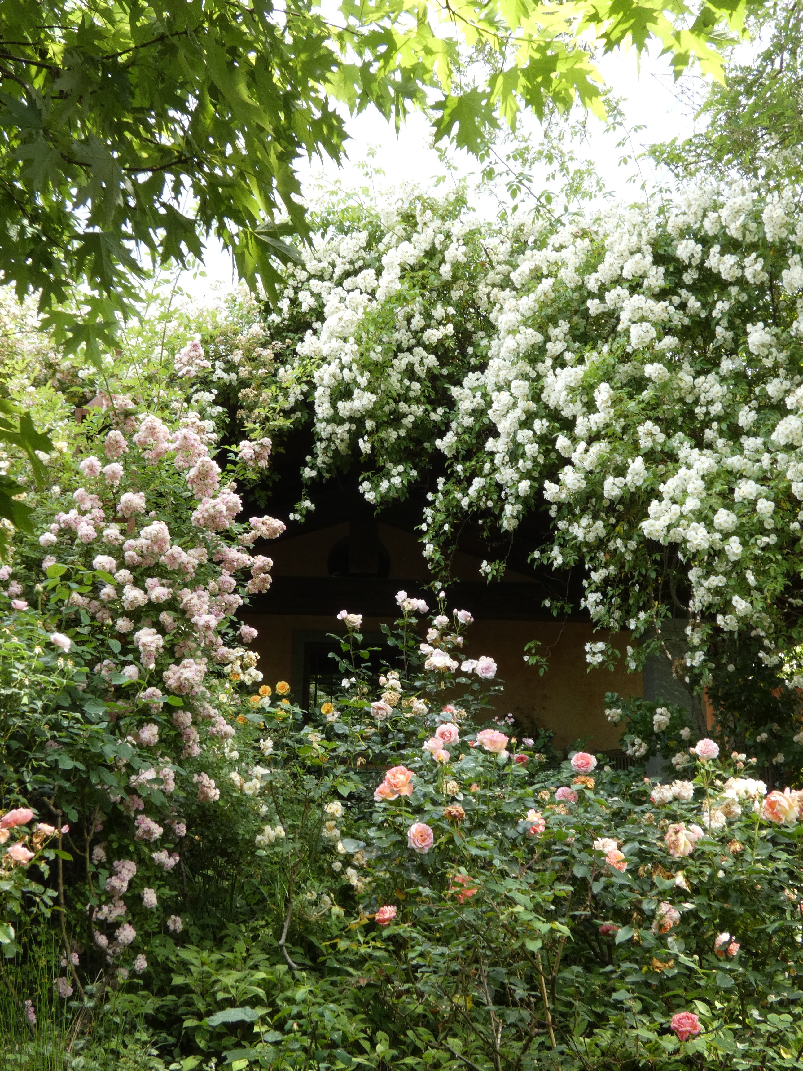 Rosedeliziose, l’expression et la beauté des roses dans le jardin naturel.