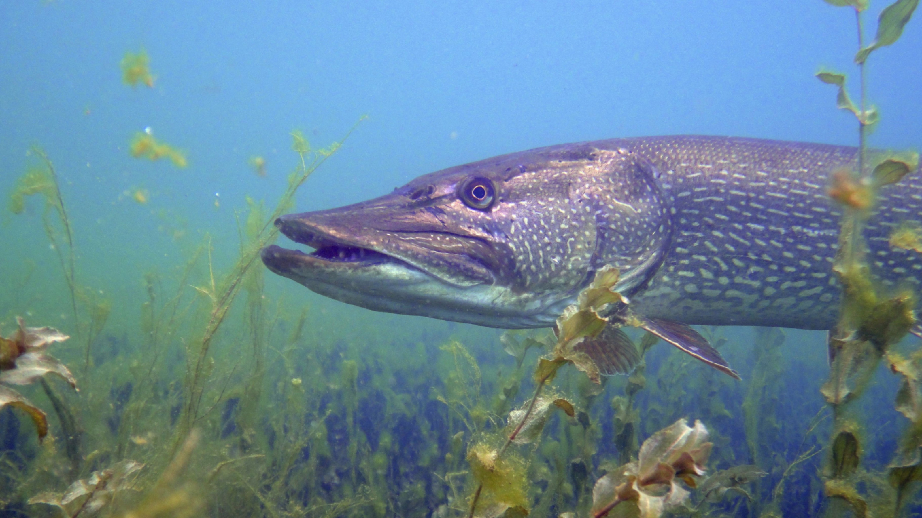 Explore Demain - Poissons du lac et pêche durable
