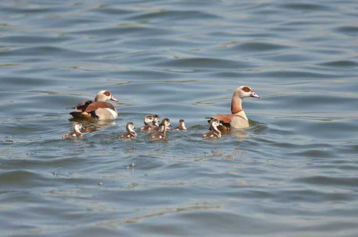 Naturalistic walk: symphony of feathers